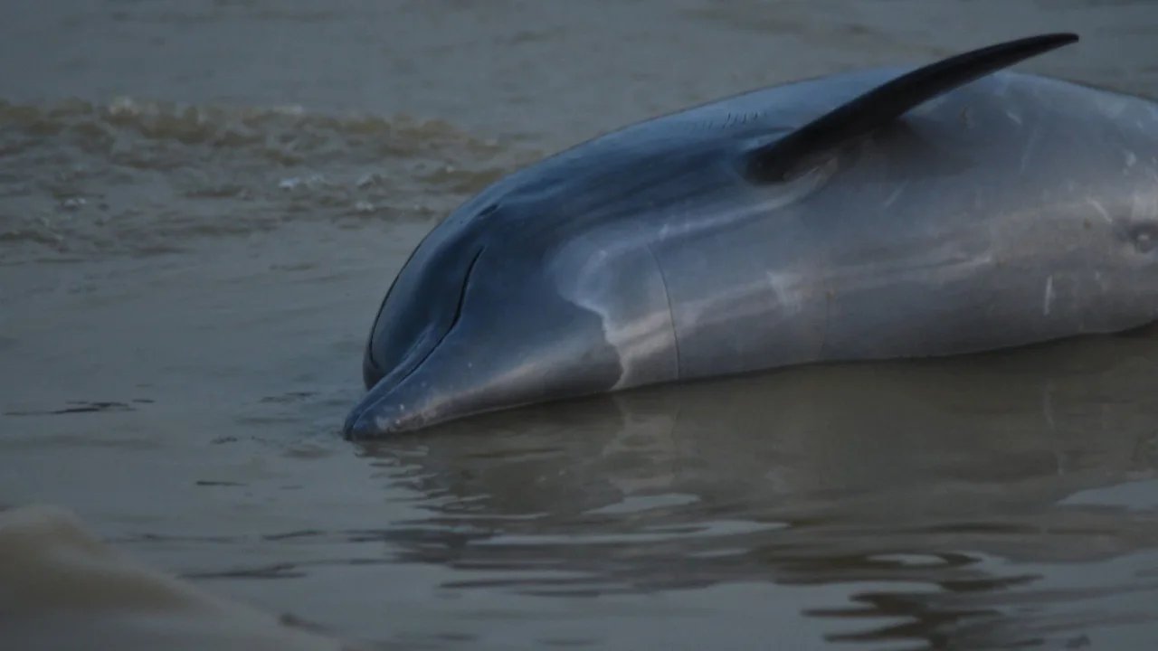 DOLPHINS Death