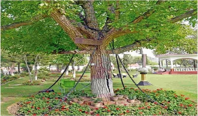 I Am Under Arrest : 125 Years से सजा काट रहा है ये Tree, बाकायदा लगी हैं जंजीरें, जानें क्या है Reason
